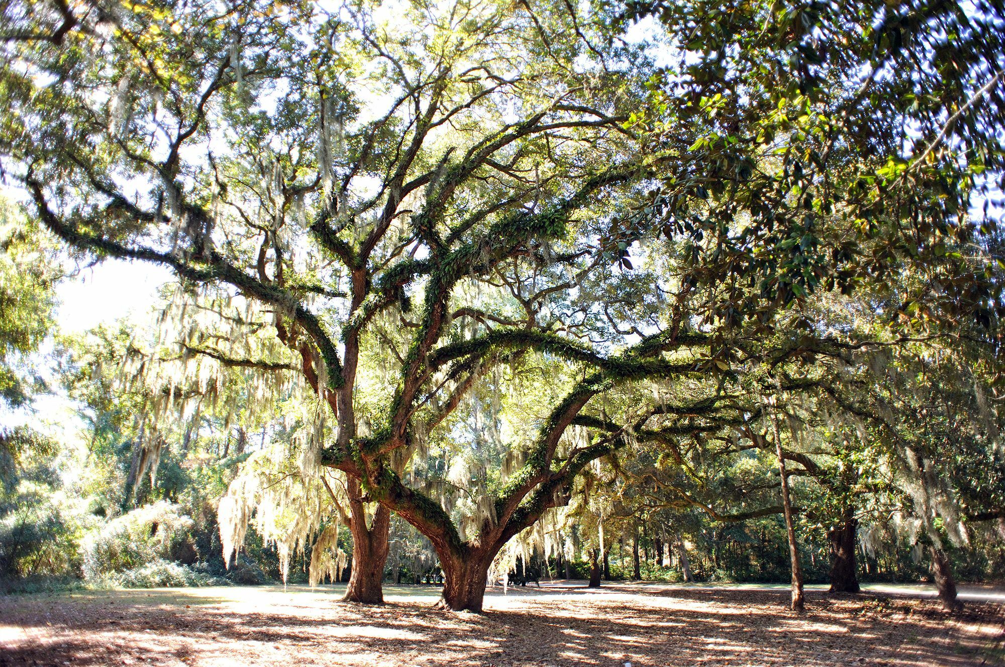 Pawleys Plantation Golf & Country Club Hotell Pawleys Island Exteriör bild